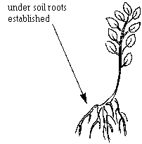 rooting