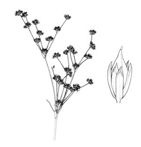 Juncus articulatus illustration - click to enlarge