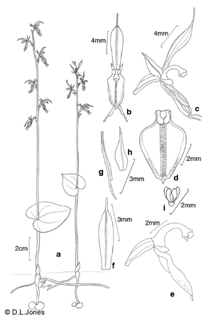 ACIANTHUS Line Drawing