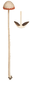 Panaeolus veluticeps, Cooke illustration
