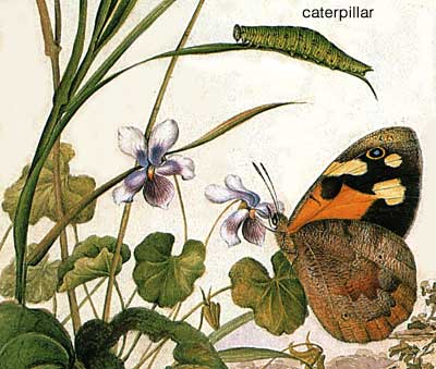 common brown butterfly and caterpillar illustration