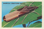 Banksia Longicorn Beetle