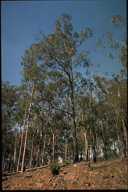 APII jpeg image of Eucalyptus laevopinea  © contact APII