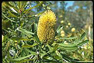 Banksia aemula - click for a bigger image