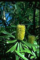 Banksia integrifolia subsp. rhyolitica - click for larger image