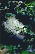 Callistemon 'White Anzac' - click for larger image