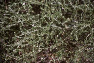 APII jpeg image of Euploca fasciculata  © contact APII