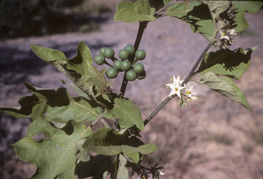 APII jpeg image of Solanum torvum  © contact APII