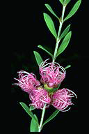 Melaleuca thymifolia - click for larger image