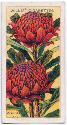 cigarette card front