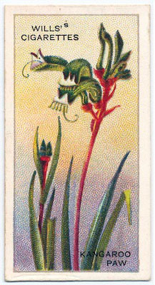 cigarette card front