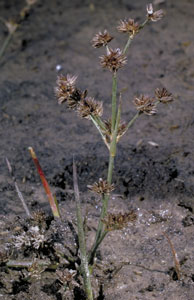 Juncus articulatus image - click to enlarge