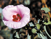 Gossypium sturtianum