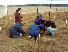 Trifolium field study