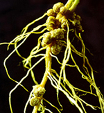 Nodulation of legumes