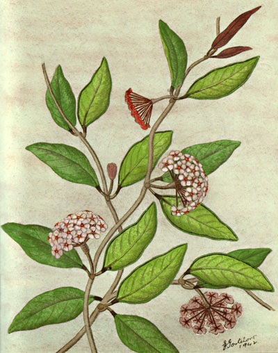 illustration: Hoya australis