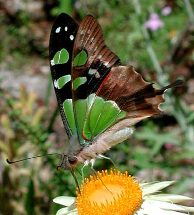 Macleay Swallowtail Butterfly, Photo:  Tony Woods