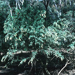 Cyphanthera albicans subsp. notabilis