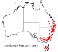 Rhodanthe anthemoides distribution map