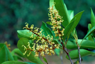 APII jpeg image of Buckinghamia ferruginiflora  © contact APII