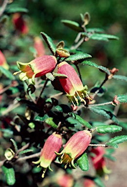 APII jpeg image of Correa reflexa var. speciosa  © contact APII