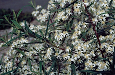 APII jpeg image of Olearia viscidula  © contact APII