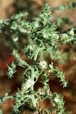 APII jpeg image of Salsola australis  © contact APII