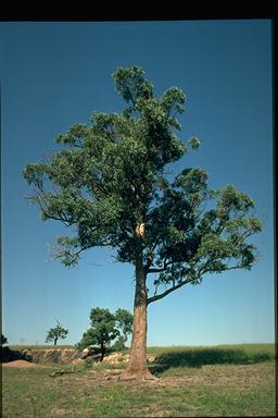 APII jpeg image of Eucalyptus carnea  © contact APII