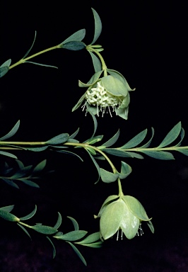 APII jpeg image of Pimelea cracens subsp. cracens  © contact APII