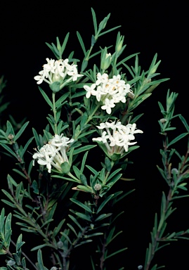 APII jpeg image of Pimelea linifolia subsp. collina  © contact APII