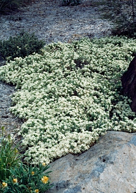 APII jpeg image of Pimelea linifolia subsp. caesia  © contact APII