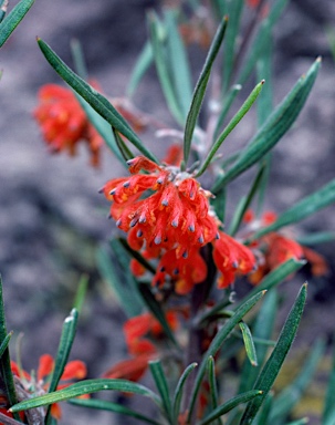 APII jpeg image of Grevillea brachystylis  © contact APII