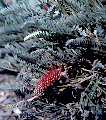 APII jpeg image of Grevillea dryandroides  © contact APII