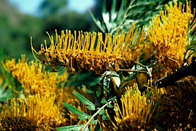 APII jpeg image of Grevillea robusta  © contact APII