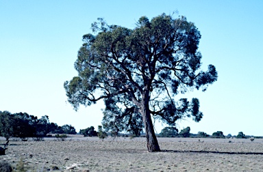 APII jpeg image of Eucalyptus baxteri  © contact APII