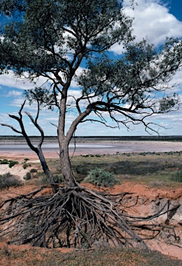 APII jpeg image of Eucalyptus largiflorens  © contact APII