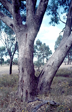 APII jpeg image of Eucalyptus microcarpa  © contact APII