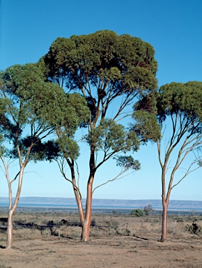 APII jpeg image of Eucalyptus salmonophloia  © contact APII