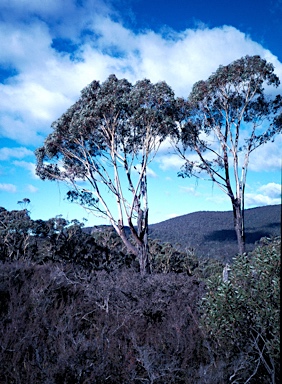 APII jpeg image of Eucalyptus sieberi  © contact APII