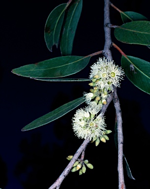 APII jpeg image of Eucalyptus sparsifolia  © contact APII