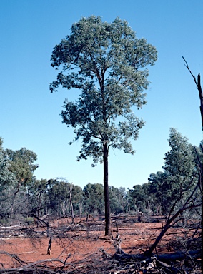 APII jpeg image of Eucalyptus melanophloia  © contact APII