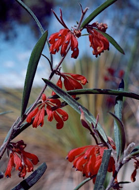 APII jpeg image of Grevillea brachystylis  © contact APII