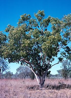 APII jpeg image of Eucalyptus bigalerita  © contact APII