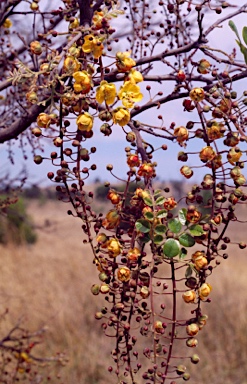 APII jpeg image of Cassia brewsteri  © contact APII