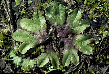 APII jpeg image of Riccia papulosa  © contact APII