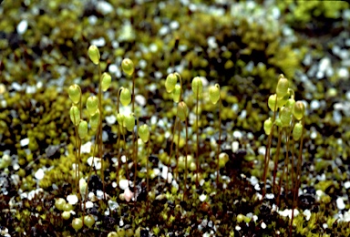 APII jpeg image of Gemmabryum pachytheca  © contact APII