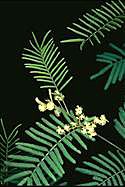 Acacia parvipinnula - click for larger image