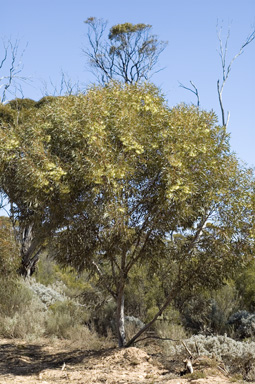 APII jpeg image of Eucalyptus eremophila  © contact APII