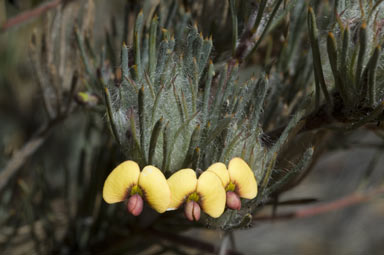 APII jpeg image of Daviesia croniniana  © contact APII