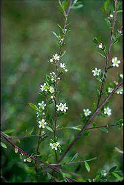 APII jpeg image of Leptospermum purpurascens  © contact APII